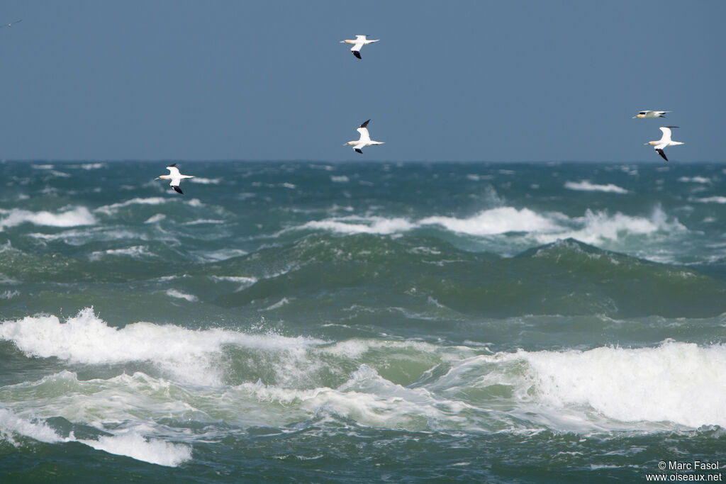 Northern Gannet, Flight