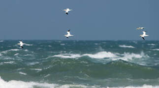 Northern Gannet