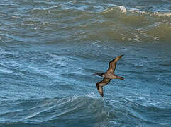 Northern Gannet