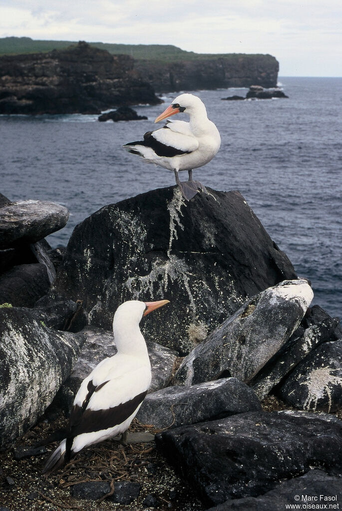 Nazca Booby adult, identification, Reproduction-nesting