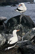 Nazca Booby