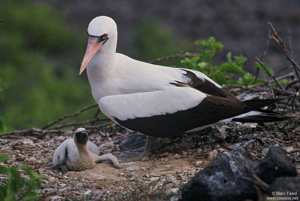 Nazca Booby, identification, Reproduction-nesting