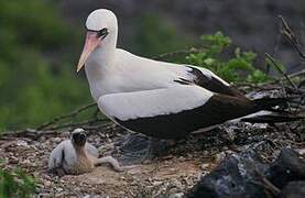 Nazca Booby