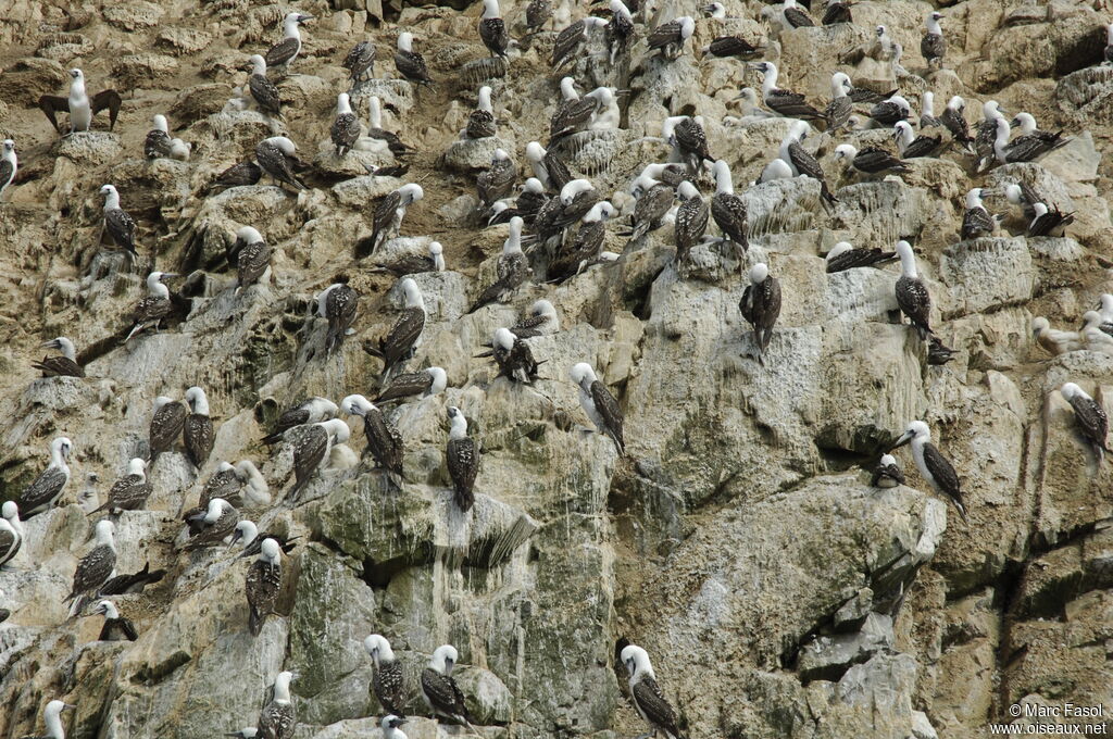 Peruvian Boobyadult, Reproduction-nesting, Behaviour