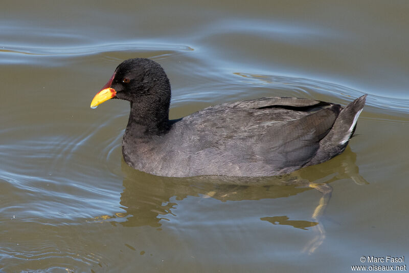 Red-fronted Cootadult, identification, swimming