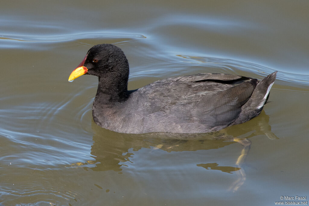 Red-fronted Cootadult, identification, swimming