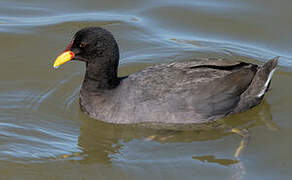 Red-fronted Coot