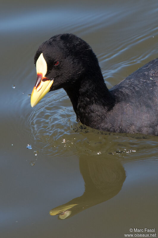 Red-gartered Cootadult, close-up portrait, swimming