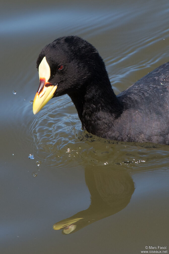 Red-gartered Cootadult, close-up portrait, swimming