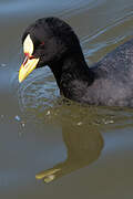 Red-gartered Coot