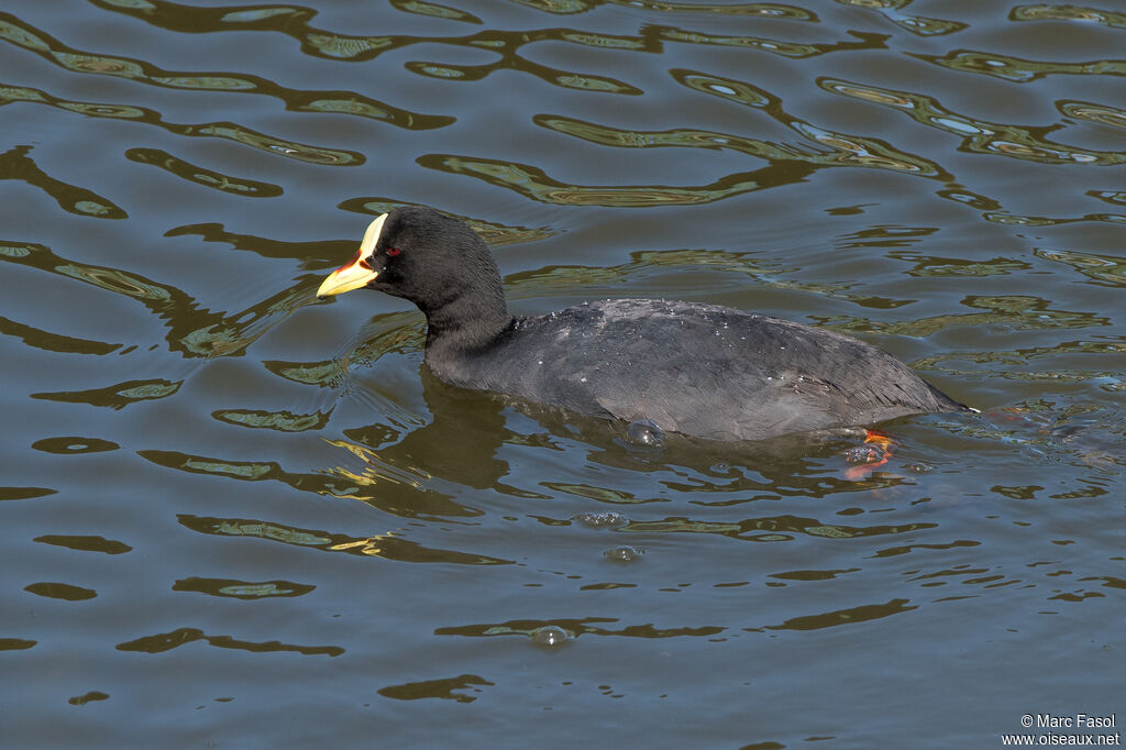 Foulque à jarretièresadulte, identification, nage