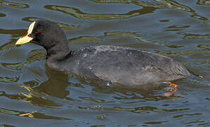 Red-gartered Coot