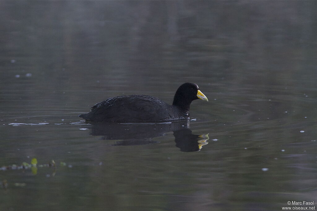 Foulque ardoiséeadulte, identification