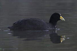 Andean Coot