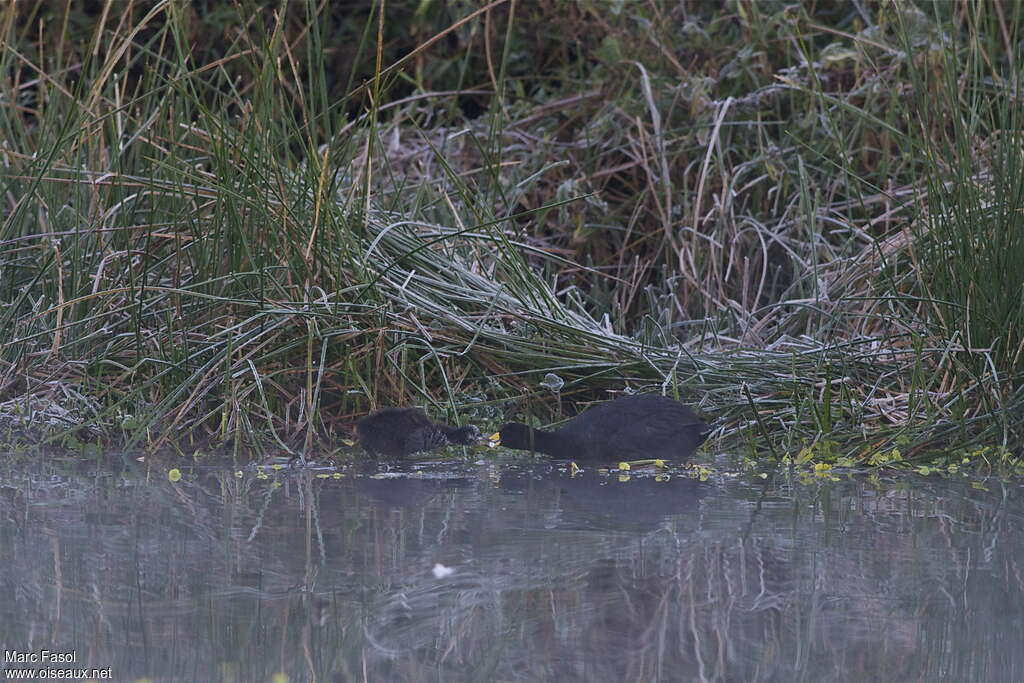 Foulque ardoisée, habitat, mange, Nidification, Comportement