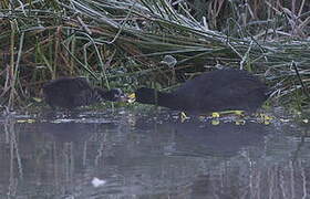 Andean Coot