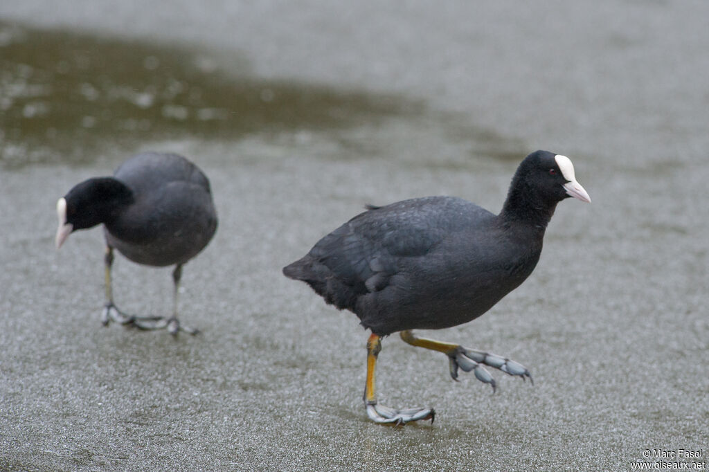 Eurasian Cootadult, walking