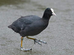 Eurasian Coot