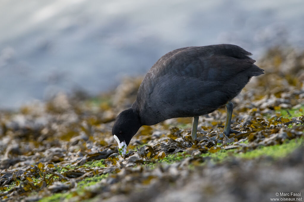 Eurasian Cootadult, identification, feeding habits, eats