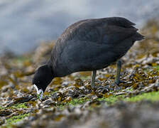 Eurasian Coot