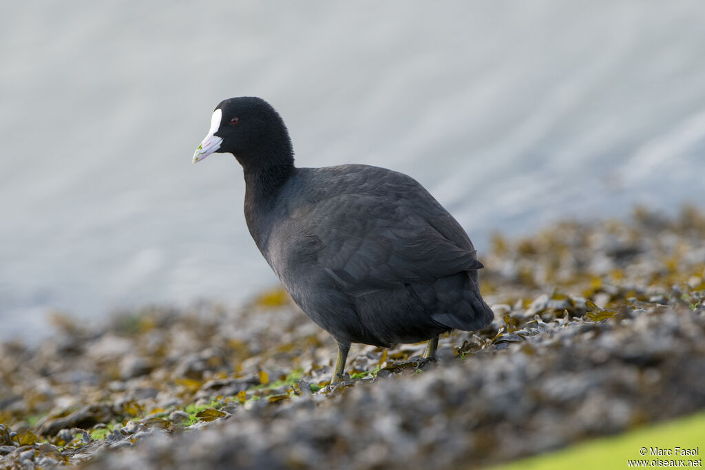 Eurasian Cootadult, identification, feeding habits, eats