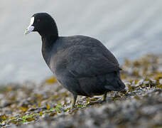 Eurasian Coot