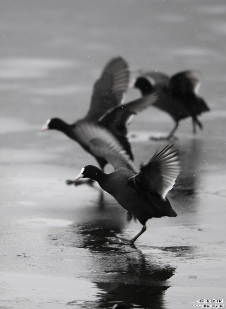 Eurasian Cootadult post breeding, Behaviour