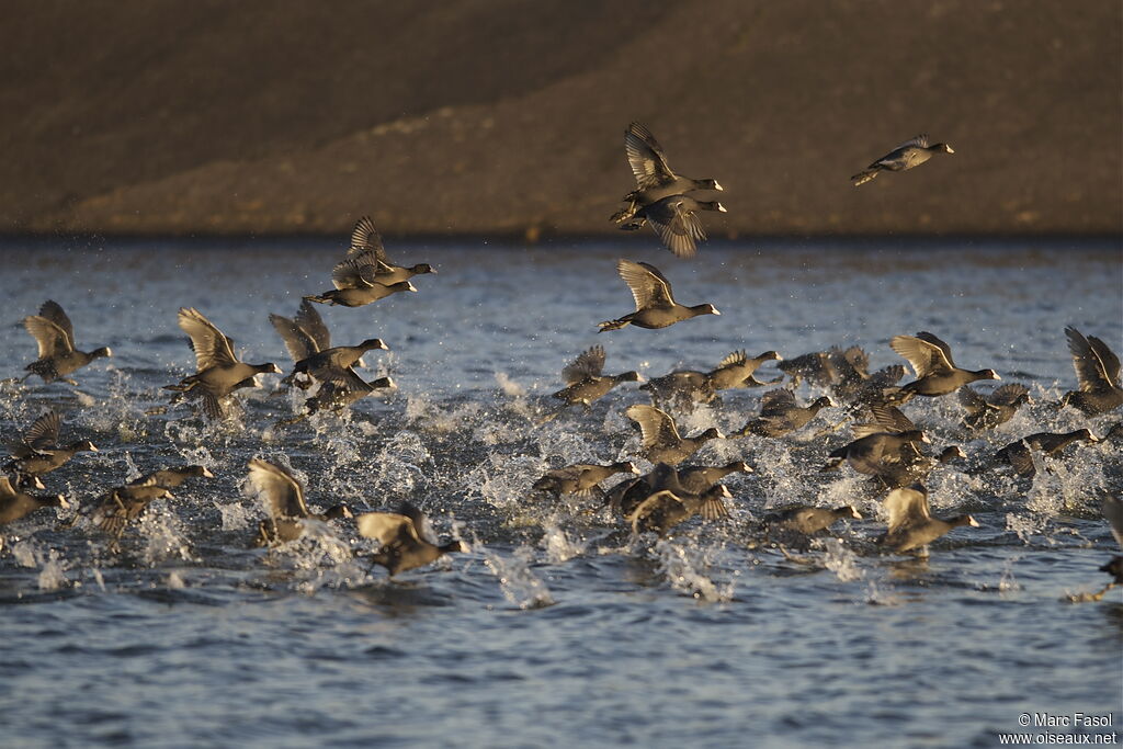 Eurasian Coot, Flight