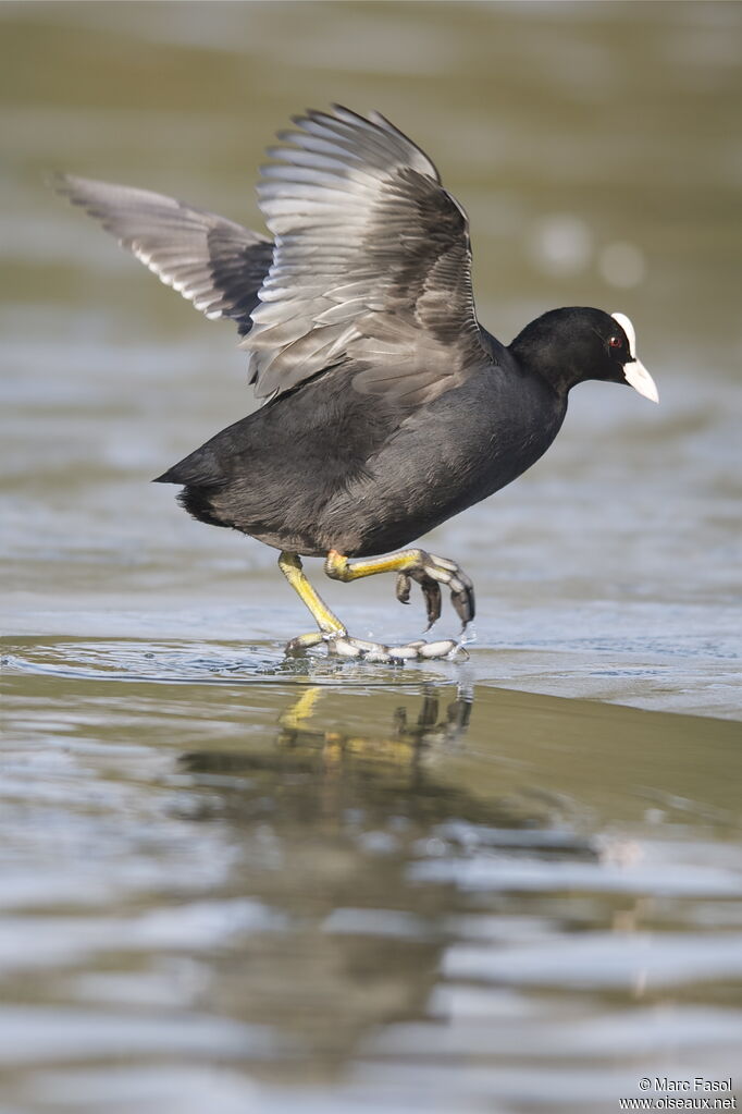 Eurasian Cootadult post breeding, Behaviour