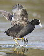 Eurasian Coot