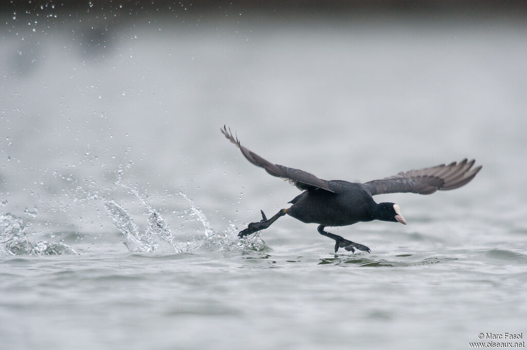 Eurasian Cootadult post breeding, Flight, walking