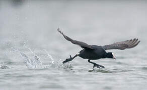 Eurasian Coot