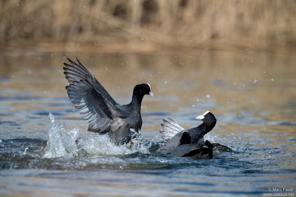 Eurasian Coot male adult, Reproduction-nesting