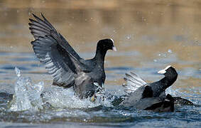 Eurasian Coot