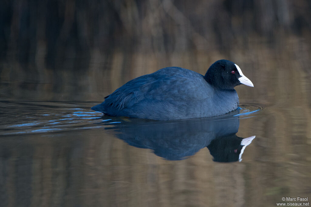 Eurasian Cootadult post breeding, identification