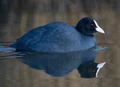 Eurasian Coot