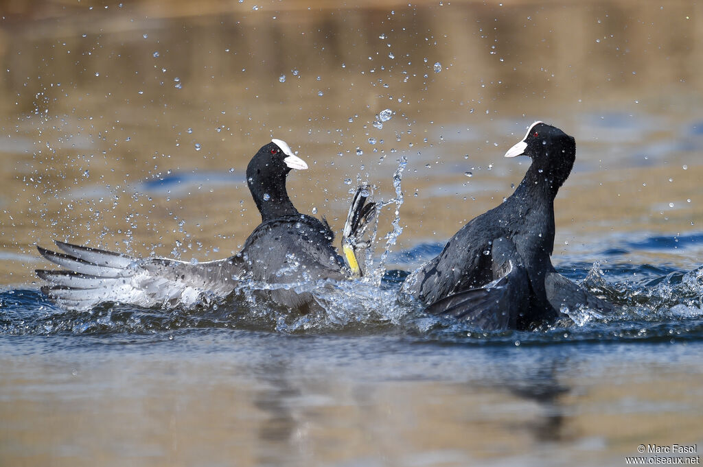 Eurasian Cootadult, identification