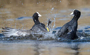 Eurasian Coot