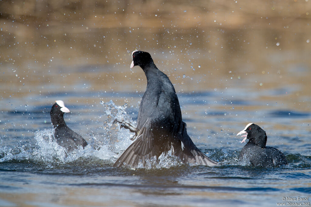 Eurasian Cootadult