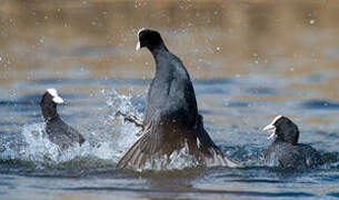 Eurasian Coot