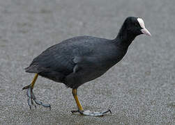 Eurasian Coot