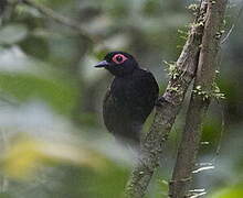 Reddish-winged Bare-eye