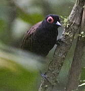 Reddish-winged Bare-eye