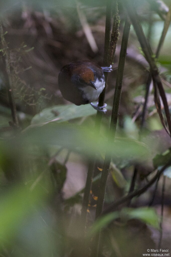 Bicolored Antbirdadult, identification, Behaviour