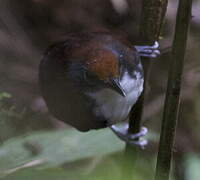 Bicolored Antbird