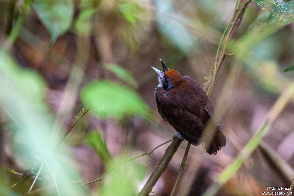 Fourmilier bicoloreadulte, identification, chant