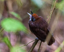 Bicolored Antbird