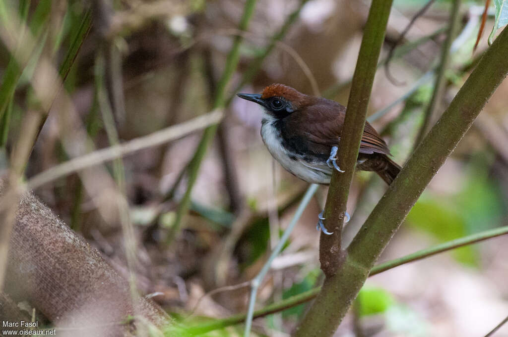 Bicolored Antbirdadult, identification