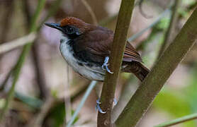 Bicolored Antbird