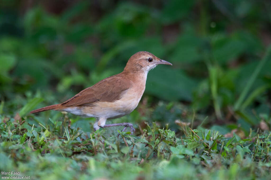 Rufous Horneroadult, fishing/hunting